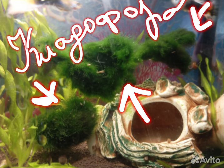 Аквариумные рыбки и растения