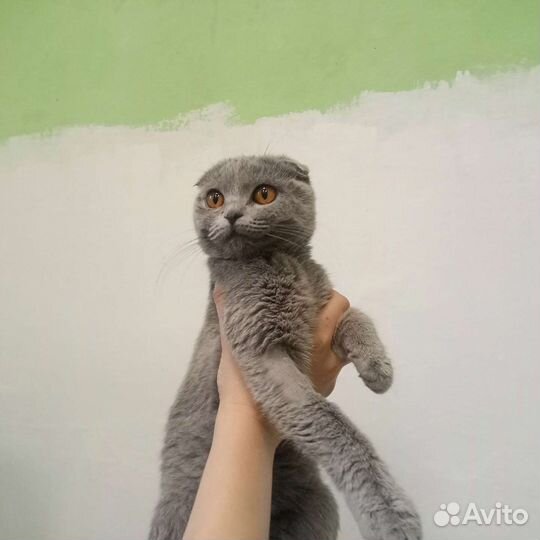 Шотландская вислоухая