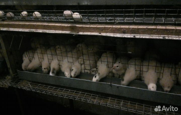 Домашние перепела: мясо