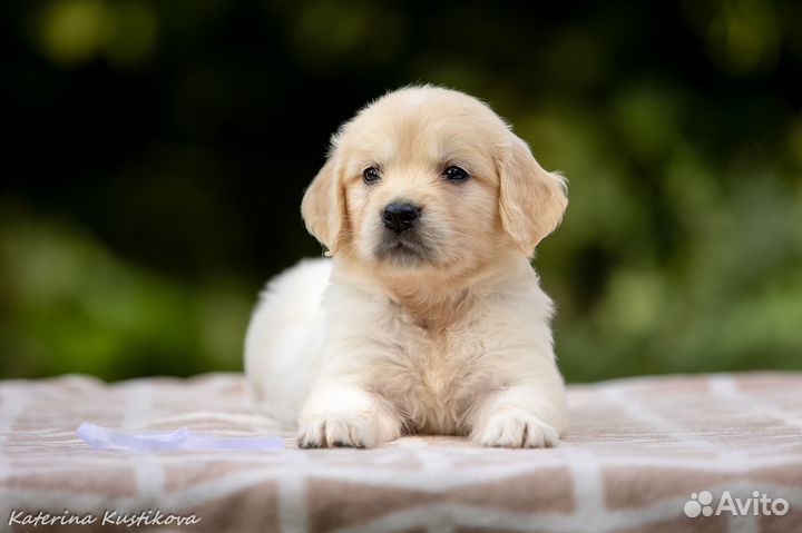 Щенки золотистого ретривера