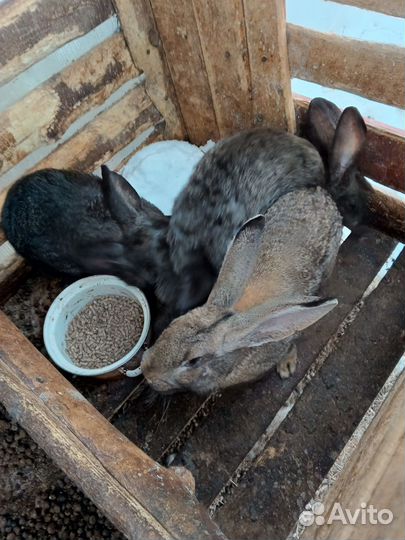 Кролики великаны