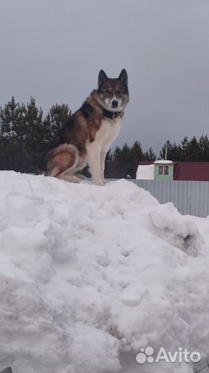 Молодой кобель лайки вязка