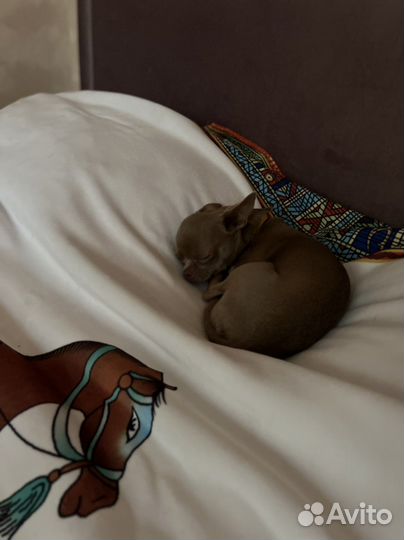 Вязка мини кобель лиловый ген Чихуахуа