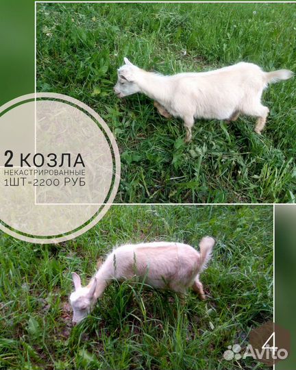 Зааненские козы