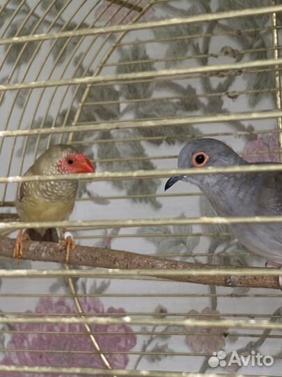 Астрильд тросниковый (пара горлиц )