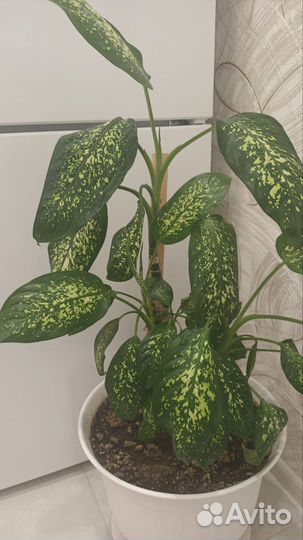 Диффенбахия