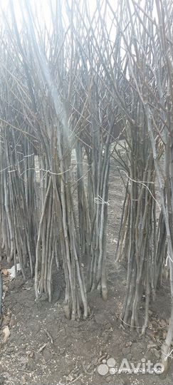 Саженцы плодовых деревьев