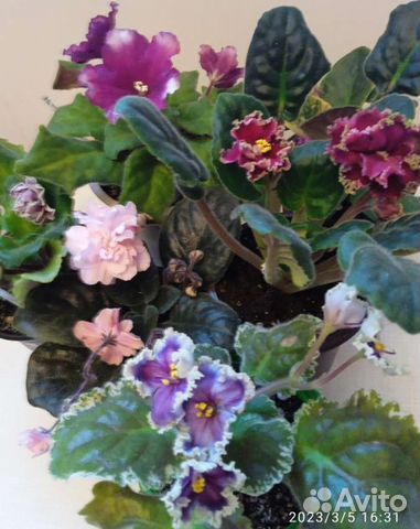 Не купили подарки Подарите фиалки