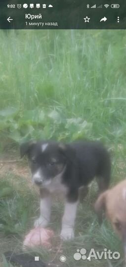 Щенки бесплатно