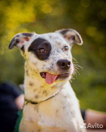 Собака в добрые руки