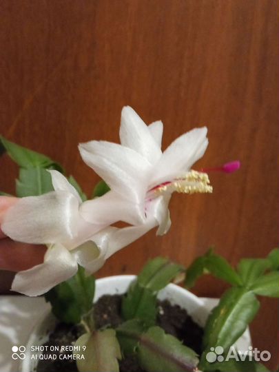 Семена сортовых шлюмбергер