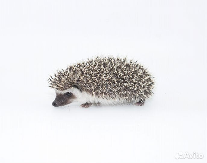 Африканский ежик карликовый. Питомник. Доставка