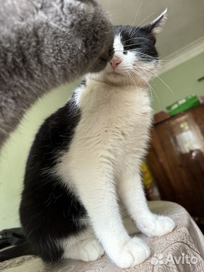 Коты в добрые руки