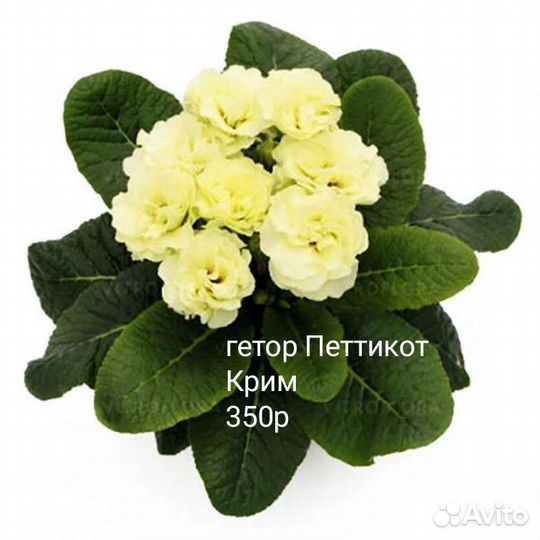 Примулы махровые