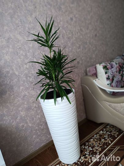 Кордилина зелёная