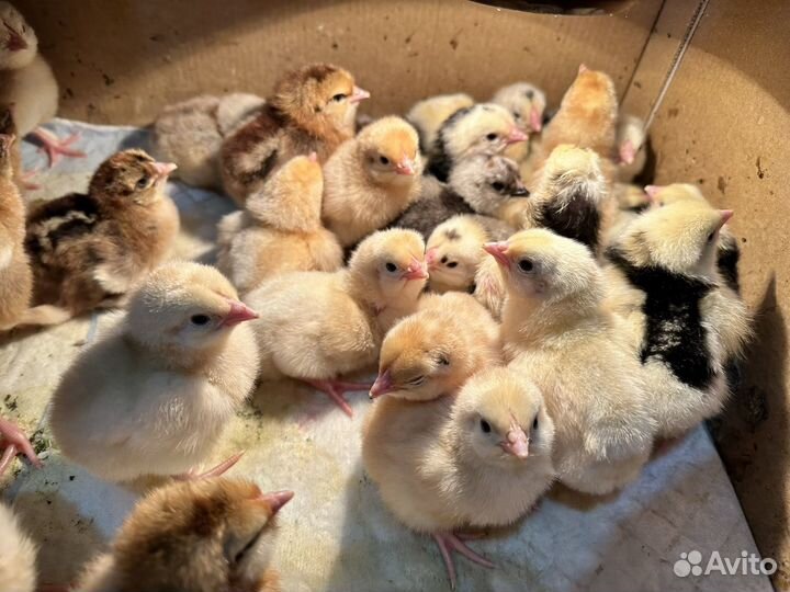 Цыплята мясо яичные