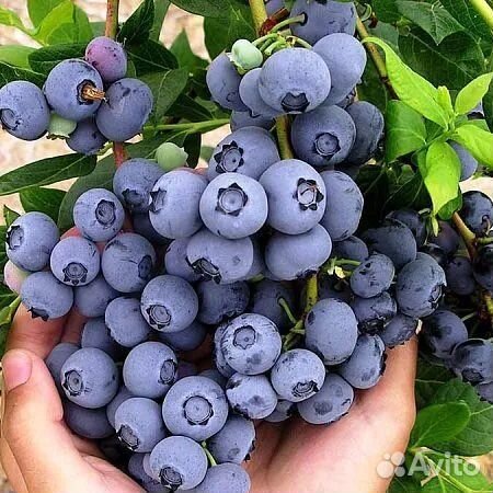 Саженцы голубики