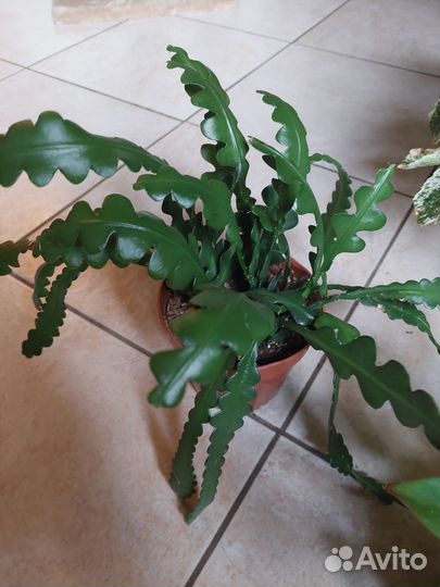 Антуриум, Фатсия, Замиокулькас, Филодендрон и тд