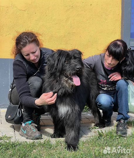 Альф собака в дар метис русского чёрного терьера