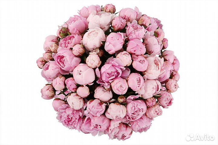 Пионы оптом и поштучно