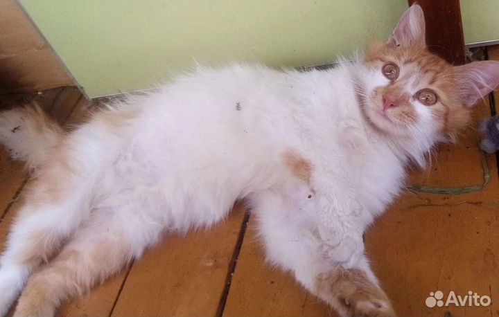 Кузенька хочет домой. На передержке