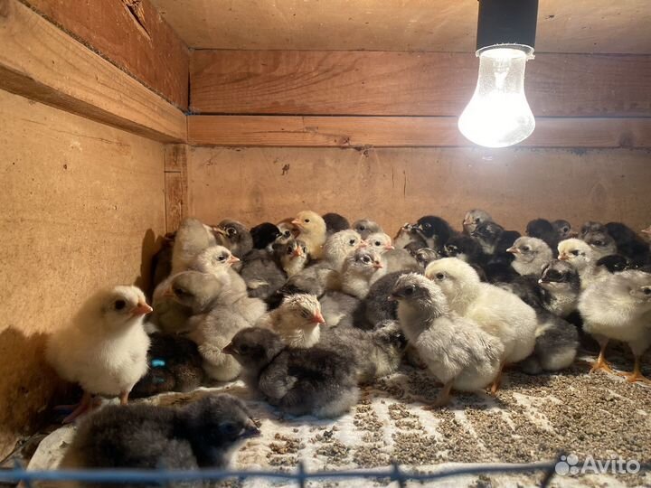 Цыплята