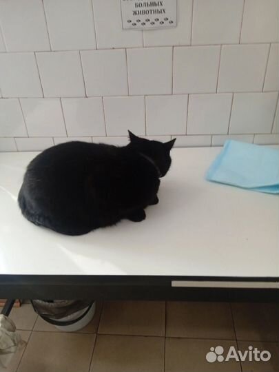 Кот ищет своего человека