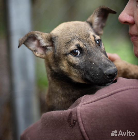 Собаки бесплатно в добрые руки