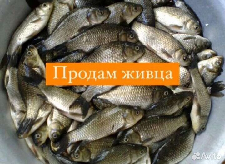 Живец карась