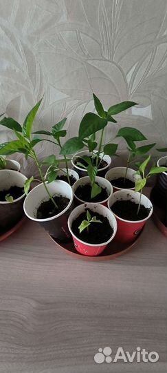 Рассада перцев