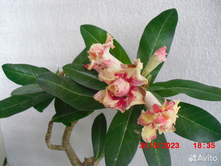 Адениум привитый