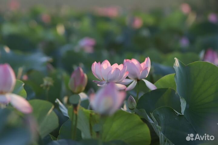 Экскурсии на лотос (лотосовые поля) в Астрахани