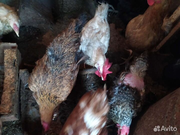 Яйцо кур на инкубацию