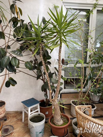 Пальма юкка