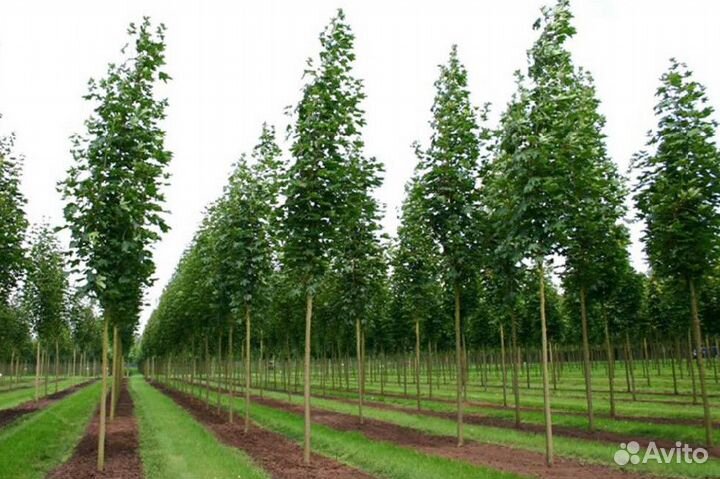 Липа, рябина, клен из питомника