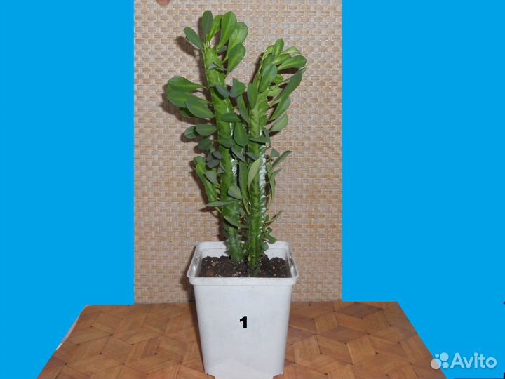 Молочай трехгранный