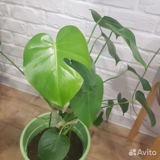 Монстера деликатесная