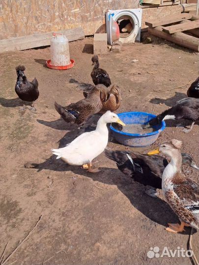 Утки хохлатые