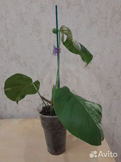 Комнатные растения, цветы в ассортименте