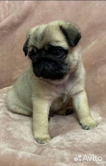 Щенки мопса