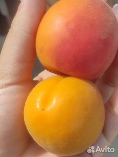 Черешня, Абрикос оптом