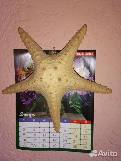 Морская Звезда