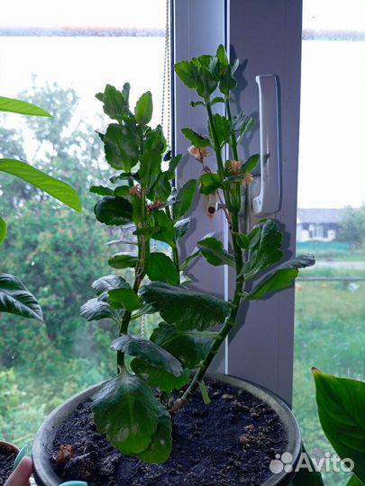 Спатифиллум и другие цветы