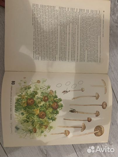 Книга на английском про грибы 1962 г