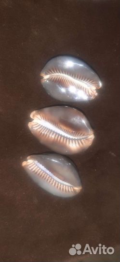 Ципрея Мавританская(морская раковина)