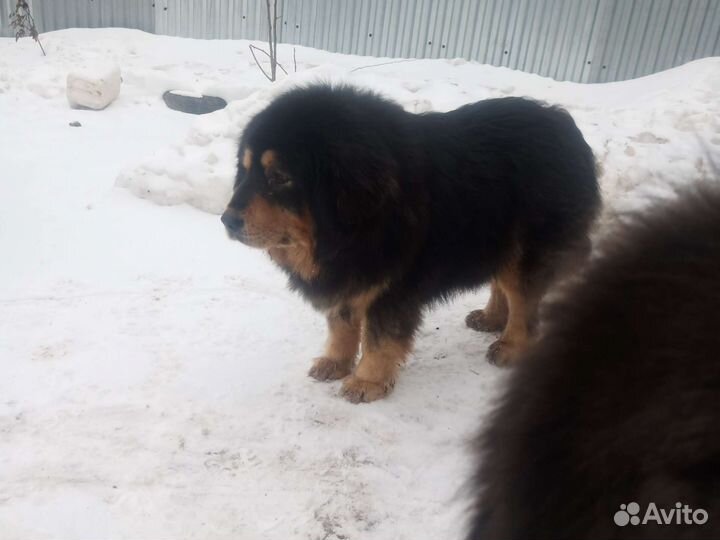 Щенки Тибетского мастифа