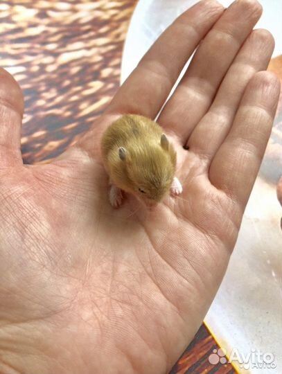 Хомяк. Не кусается. Продажа/Передержка