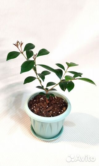 Сизигиум Миртолистный(комнатное растение)