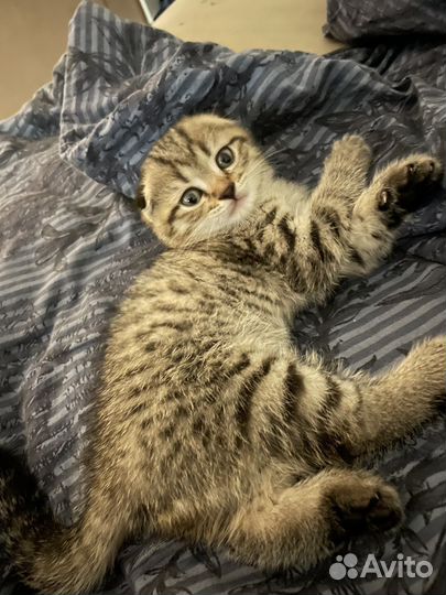 Шотландский вислоухий котенок