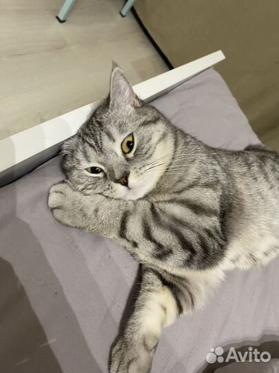 Шотландская кошка бесплатно (очередь)